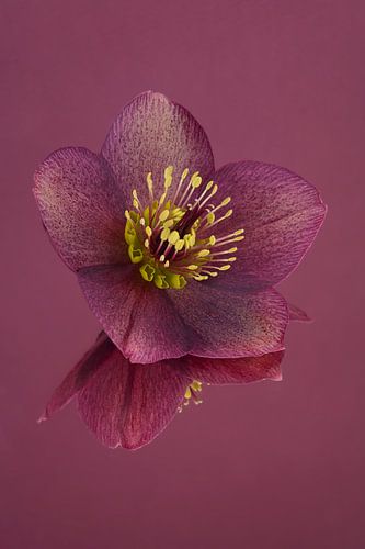 Rust en eenvoud: Stilleven met bloemen: de Helleborus