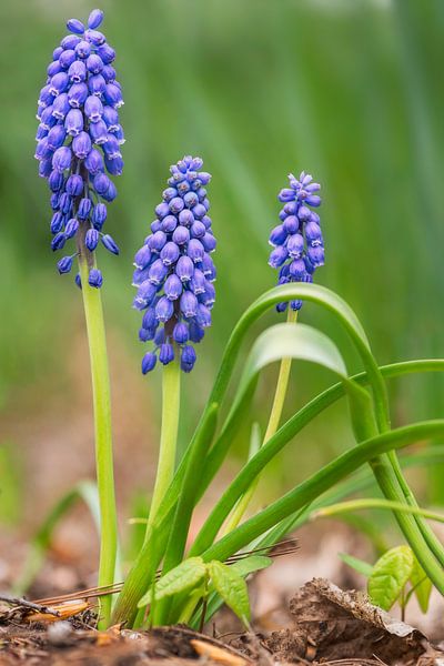 Jacinthes de raisin bleues au printemps par Lorena Cirstea