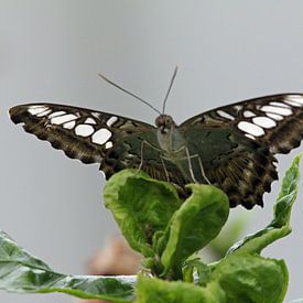 Onbekende vlinder van Dominique Vernooij