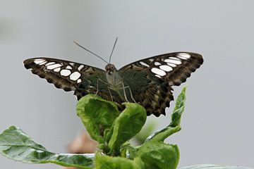 Onbekende vlinder van Dominique Vernooij