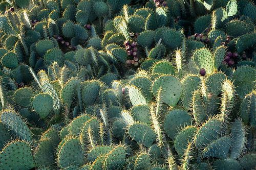 Cacti in sunlight