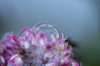 Flower Bubbles in Lilac