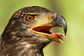 Oiseau de proie sur Heiko Lehmann