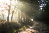 Foggy forest with sun harps