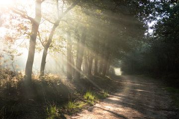 Mistig bos met zonneharpen van Lennart ter Harmsel