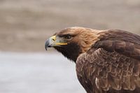 Golden eagle