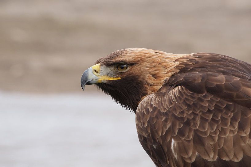 Golden eagle by Astrid Brouwers