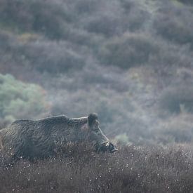 A big boar in the morning by Sem Scheerder