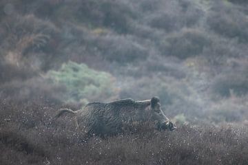 Un gros sanglier le matin sur Sem Scheerder