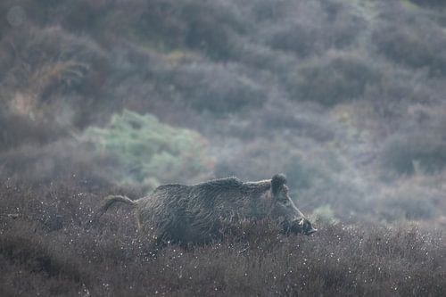 A big boar in the morning by Sem Scheerder