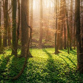 Frischer Bärlauch Wald im Frühling von Oliver Henze