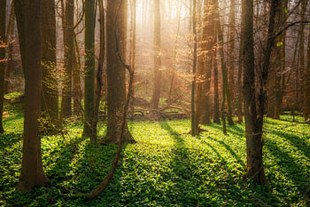 Frischer Bärlauch Wald im Frühling