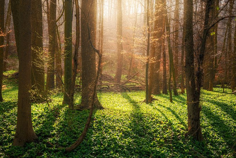 Frischer Bärlauch Wald im Frühling von Oliver Henze