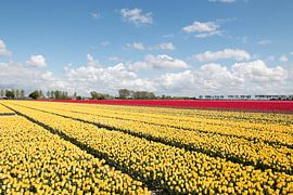a yellow and red tulip field with a beautiful cloudy sky by W J Kok