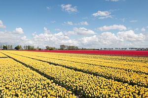 ein gelbes und rotes Tulpenfeld mit einem schönen Wolkenhimmel