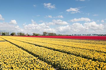 een geel en rood tulpenveld met een prachtige wolkenlucht van W J Kok
