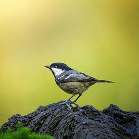 Mésange noire sur la Veluwe sur Tom Zwerver