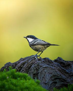 Black tit on the Veluwe by Tom Zwerver