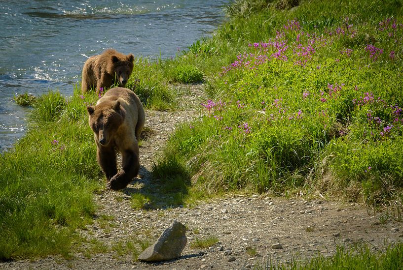 Grizzly moederbeer met jong lopend langs de rivier, Alaska van Rietje Bulthuis