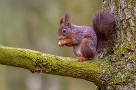 Squirrel by Johan van den Bongaardt