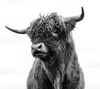 Portret Schotse Hooglander zwart-wit van Ans Bastiaanssen thumbnail