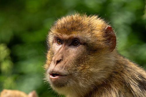 Gedanken eines Primaten