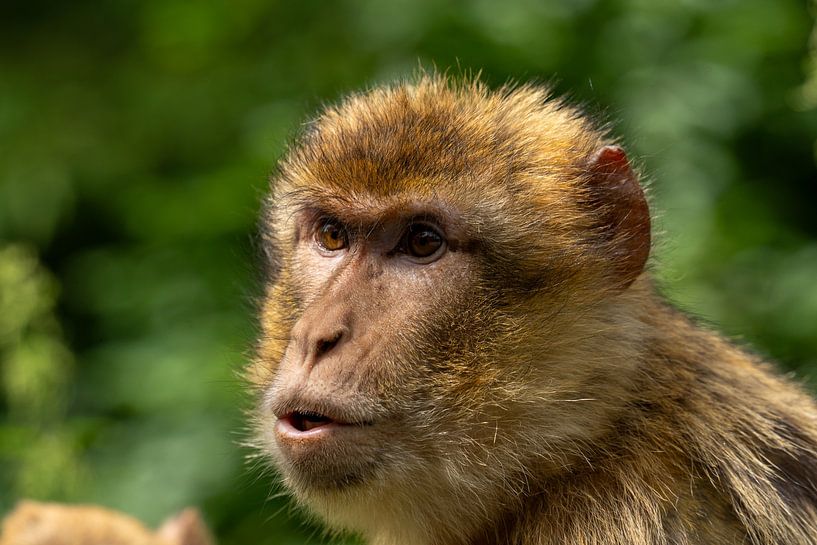 Thoughts of a primate by MvdbPhotography