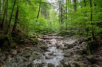 De Lainbach in Opper-Beieren