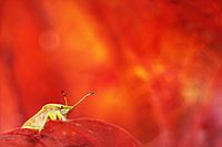 Colors of Autumn