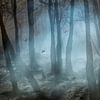 Mystic forest (mooie fotobewerking van een mysterieus bos met vliegende muggen) van Birgitte Bergman