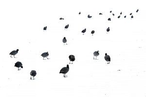 Groupe de foulques (Fulica atra) marchant sur la glace recouverte de neige, Eindhoven, Brabant-Septe
