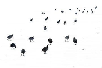 Common Coots (Fulica atra) walking on ice, Eindhoven, The Nertherlands by Nature in Stock