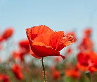 Mohn