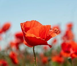 Mohn von Andrzej Tetlak