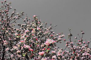 pink blossom sur Yvonne Blokland