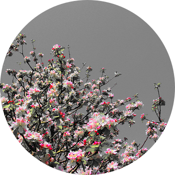 pink blossom van Yvonne Blokland