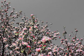 pink blossom van Yvonne Blokland
