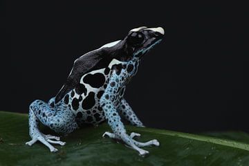 Malerfrosch (Dendrobates tinctorius) von Ronald Pol