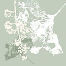 Plantencollage: De kunst van de natuur van Anna Sokol thumbnail