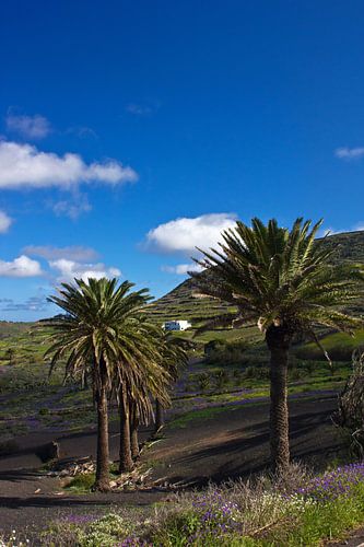 Palmbomen op Lanzarote