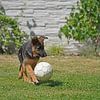 Schapenhond (puppy) speelt met bal van Babetts Bildergalerie