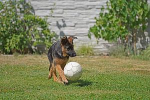 Chienne de berger (chiot) jouant avec une balle