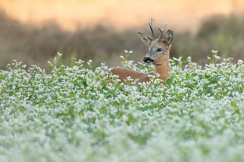 Reebok dans les fleurs