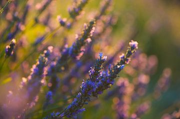 lavender Valensole 3 by Vincent Xeridat