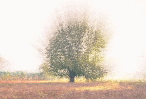 Wolfhezerheide part 48