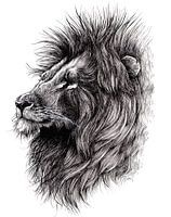 Leeuw potlood tekening, handgetekend, zwart wit