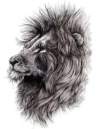 Leeuw potlood tekening, handgetekend, zwart wit van InkoDef