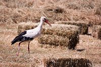 stork in the meadow