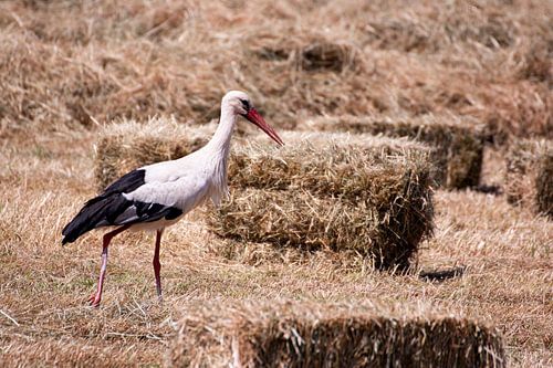 stork in the meadow