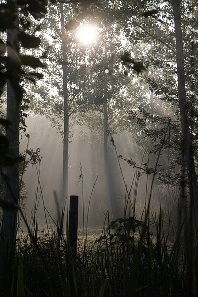 morning in the fog by Renske van der Leij